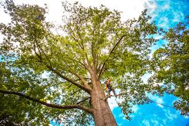 Best Fruit Tree Pruning  in Madisonville, KY